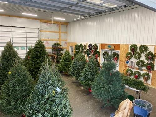 Pre Cut Trees