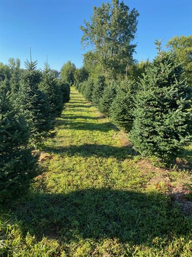Firs in the Field