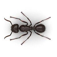 ROBBINS PEST CONTROL LLC