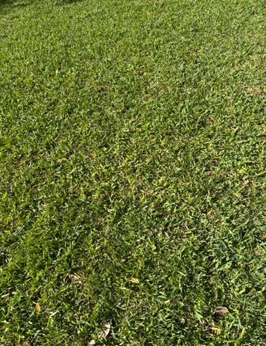 Gallery Image grass_after.jpg