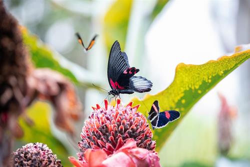 Cockrell Butterfly Center Cockrell Butterfly Center