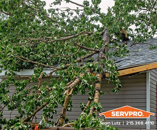 Tree on your house?  Call us.