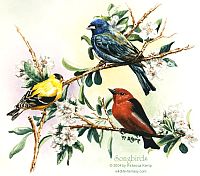 Fine Art: Songbirds - watercolors