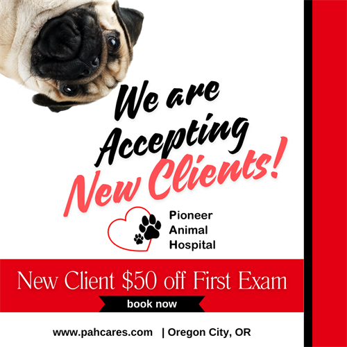 Accepting New Clients Special Offer