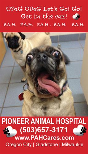 Bring your wild pugs to Pioneer Animal Hospital!