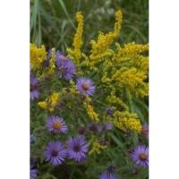 Nature up close - Asters & Goldenrods