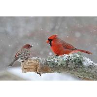 47th Annual Letchworth-Silver Lake Christmas Bird Count