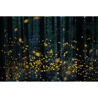 Crepuscular Walk - Fireflies by the River