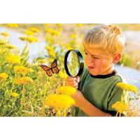 Monarch Butterfly Releases