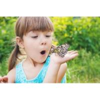 Home Ecologist  Tier 2- Monarch Butterflies - Our Mexican Connection
