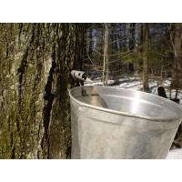 Maple Saturday from Sap to Syrup 2023