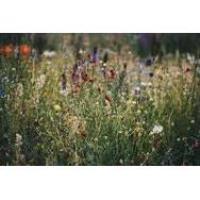 Home Ecologist - Ephemeral Wildflowers Tier 2 (ages 6 to 12)