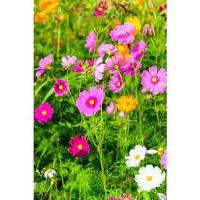 Home Ecologist - Ephemeral Wildflowers Tier 3 (ages 6 to 12)