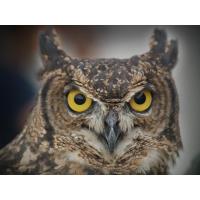Crepuscular Walks-Owl Prowl 