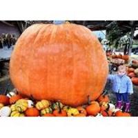 1st Annual Lima Great Pumpkin Weigh-Off and Ag Day