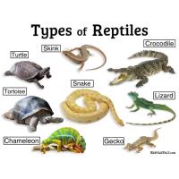 Home Ecologist - Basic Reptiles and Amphibians Winter Survival Concepts.