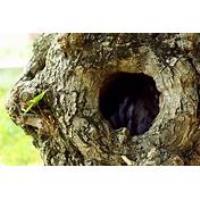 Home Ecologist - Holes in Trees =- Advanced
