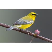 Genesee Country Village and Museum - Walk with Warblers