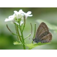 Letchworth State Park Butterfly Count