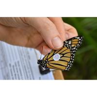 Home Ecologist - Taging Monarch Butterflied (Basic)