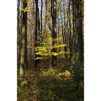 Overlooking Nature at Letchworth Canyon Colors