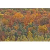 Fall Colors of the Genesee Valley