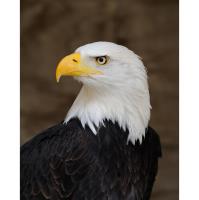 Winter Eagles - spotting and observing at Mt.Morris Dam