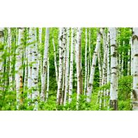 Home Ecologist - Birch Stands (Basic)