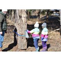 Home Ecologist - Maple Sugaring- Making Maple Syrup - Basic