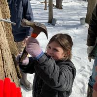 Home Ecologist - Making Maple Syrup - Intermediate