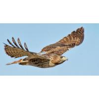 Raptor Watch