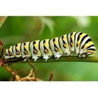 Caterpillar Hunts