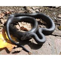 World Snake Day