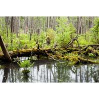 International Bog Day a wetland walk at Letchworth