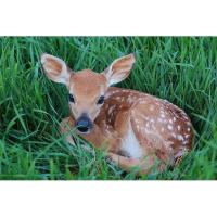 Discover the deer in Letchworth's Forests