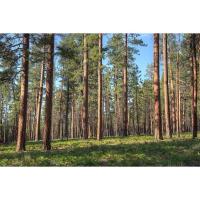 Arboretum Walk - In Search of the Ponderosa Pine