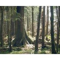 World Soil Day in Old Growth Forest