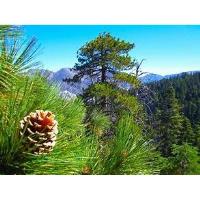 Home Ecologists Program for Children at Letchworth Identify Your Holiday Tree