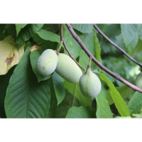 Winter Lecture Series