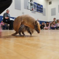 Wildlife Rockstars at the Library