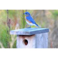Build a BlueBird House