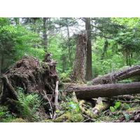 Earth Day Old Growth Woods Walk