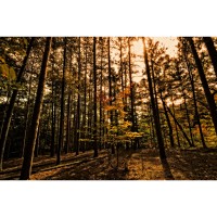 Arboretum Arbor Day walk at Letchworth