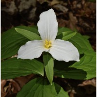 Wildflowers for kids