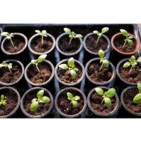 Seed Starting for kids and tweens