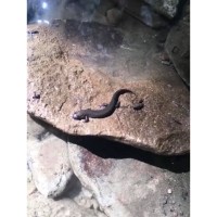 Big Night For SALAMANDERS