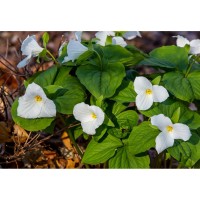 Plant and Wildflower Walks: Arbutus Woods in Letchworth