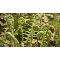 Plant and Wildflower Walk - Trout Pond