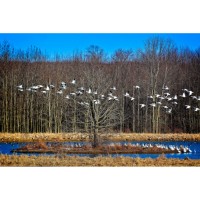 Bird Watching: Little FLX BIrd Crawl