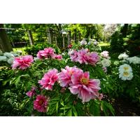 Tree Peony Festival Of Flowers